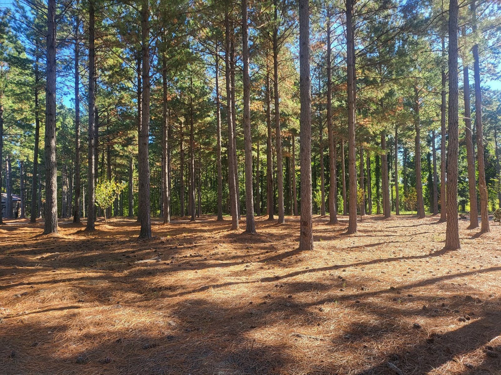 Selective clearing beneath a mature pine stand